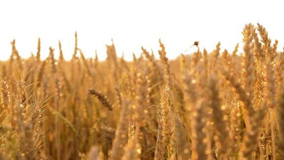有成熟小麦小穗的麦田