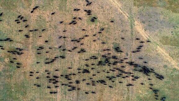 牛群成群迁徙