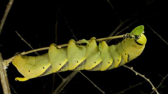 死亡之头鹰蛾的幼虫(毛虫)坐在树枝上吃着黑色背景上的一片叶子近距离