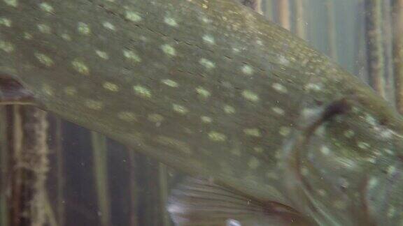 野生梭子鱼在自然栖息地的冒险镜头鱼在照相机周围游来游去