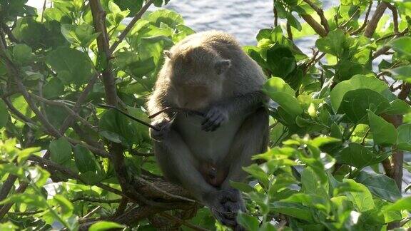在印度尼西亚巴厘岛的乌鲁瓦图寺庙一只猕猴在咀嚼并打破了一副游客眼镜