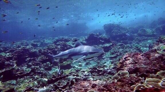 在珊瑚礁上游动的黑鳍礁鲨