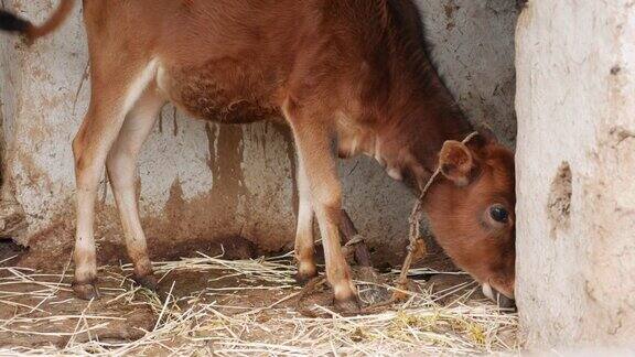 刚出生的小牛吃干草奶牛在农场吃草农村生活有机牛饲养