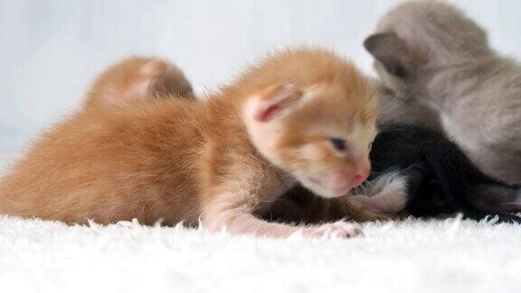 小可爱的小猫走着睡着小动物猫宠着可爱的毯子
