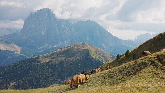 意大利白云石和阿尔卑斯山上的牦牛画像