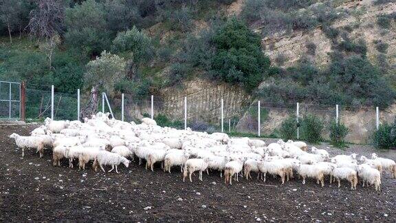 在意大利南部放牧的羊群