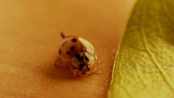 微距4K视频的瓢虫科微小的小甲虫这一家族被称为瓢虫