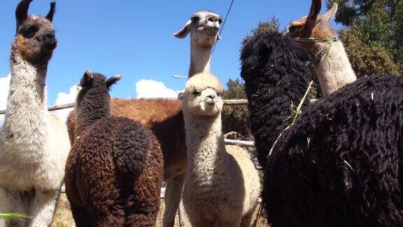 秘鲁的羊驼群