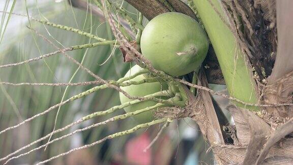 椰子生长在棕榈树上模糊的背景近观
