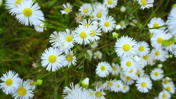 野生甘菊花生长在森林草地上随风摇曳