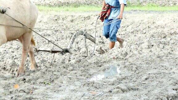 泰国一名男子用水牛耕地