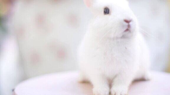 可爱的白色的兔子