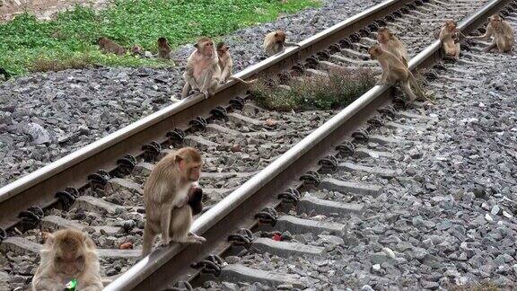 有猴子的铁轨