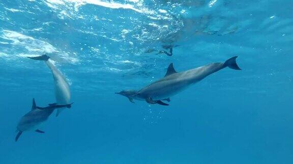 一群海豚在蓝色的水里玩耍慢动作特写镜头水下镜头飞旋海豚(Stenellalongirostris)在红海萨塔亚礁(海豚屋)马萨阿拉姆埃及非洲