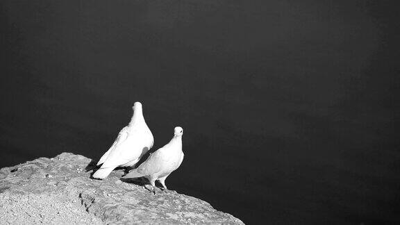 一对白鸽站在海边的悬崖上