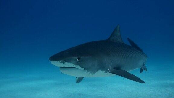 美国鲨鱼潜水
