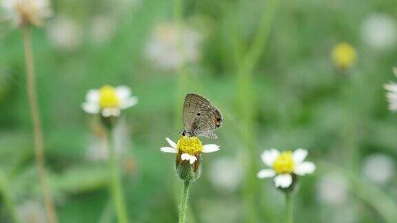 蝴蝶在自然界中以花朵为食