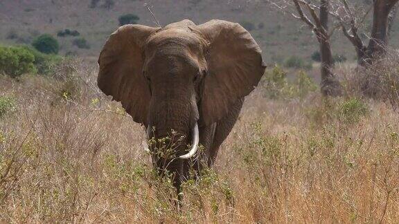 非洲象loxodontaafricana大草原的成年人特朗普肯尼亚查沃公园实时4K