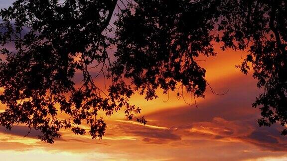 空中无人机拍摄的剪影大树与树枝在日落时橙色多云的天空下摇曳