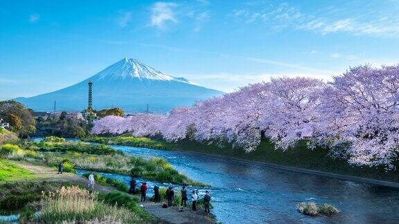 美丽的春天樱花和日本静冈县的富士山