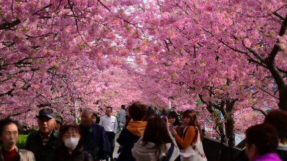美丽的河津樱花节樱花盛开