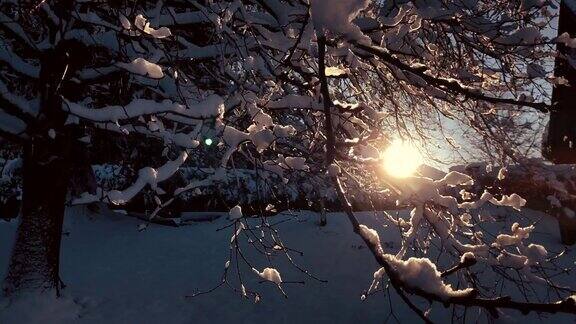 夕阳落在树枝间树枝上覆盖着一层厚厚的雪