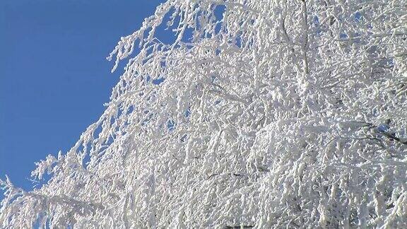 树枝被雪覆盖