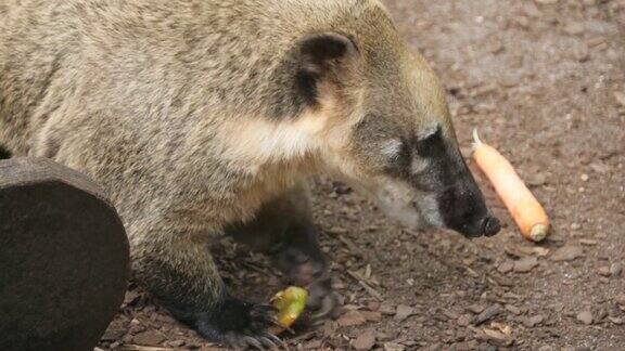 长鼻浣熊吃水果