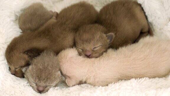 四只新生小猫缅甸品种