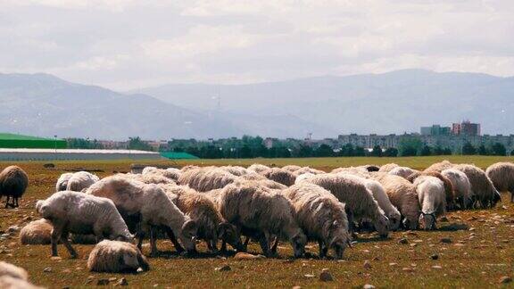 一群羊在田野里吃草