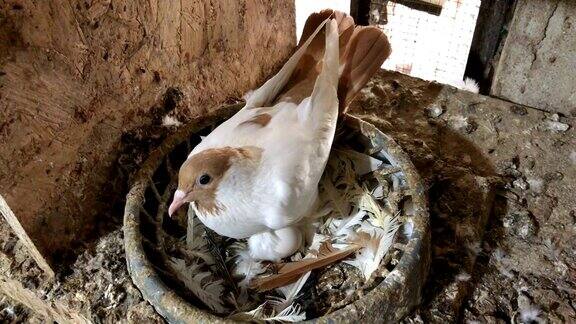 鸽子蛋孵化