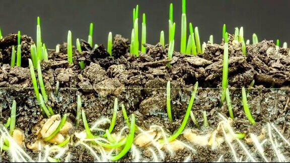 小麦从种子生长的时间推移