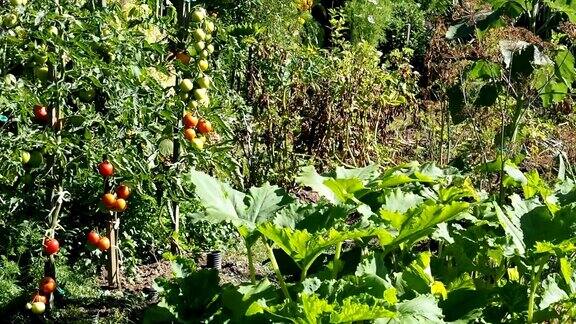 新鲜成熟和未成熟的西红柿在花园里录像