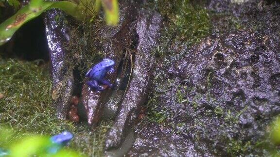 高角度视图:蓝色毒镖蛙