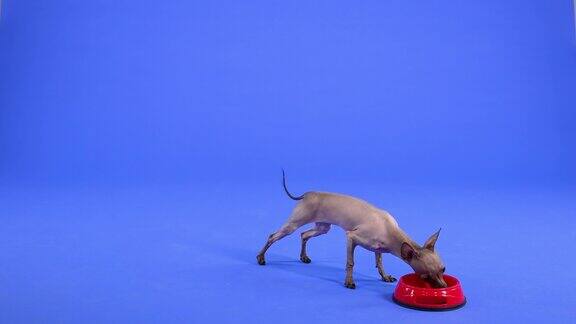 在工作室里Xoloitzcuintle走近一碗以蓝色为背景的红色动物食物狗吃了食物然后抓起骨头饲料和食物一起离开缓慢的运动近距离