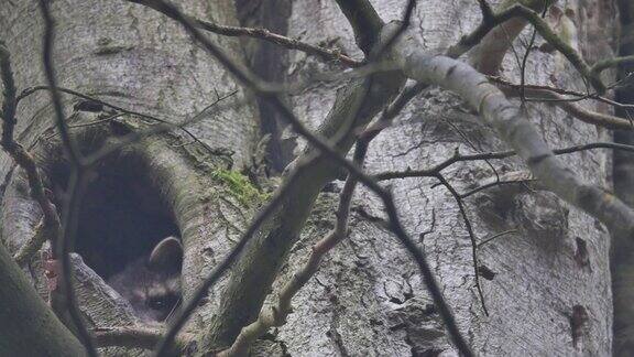 浣熊(Procyonlotor)在树洞休息
