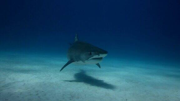 美国鲨鱼潜水