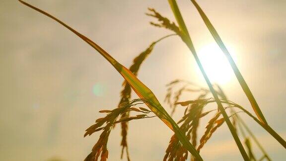 农村有机农场阳光下的稻田