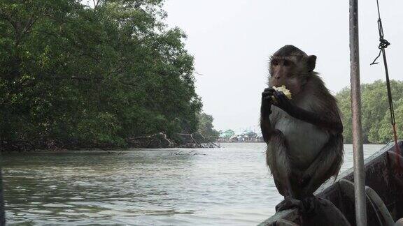猕猴在红树林吃塑料袋里的食物