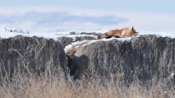 红狐狸睡在一捆捆干草上