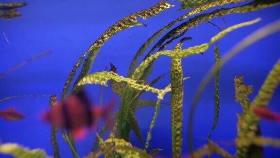 海藻在水族馆