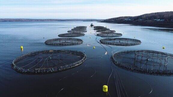 鱼类养殖