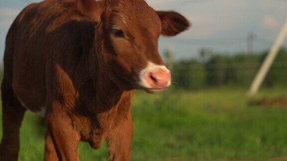 在田野里吃草的小牛的画像农村在夏天