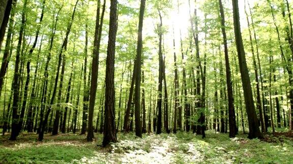 HDCRANE:春季森林矮林