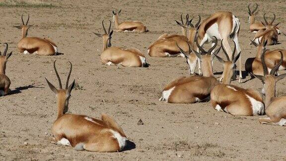 跳羚(有袋羚羊)在南非卡拉哈里沙漠的自然栖息地休息