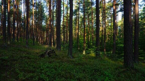 清晨森林时光流逝