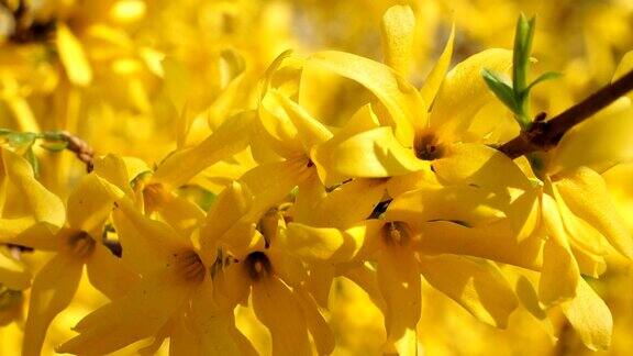 连翘黄花盛开在初春阳光明媚的日子60fps