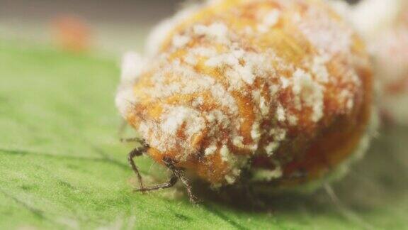 柠檬树上的棉垫鳞片害虫母亲在叶子上看到殖民地柑橘工业害虫防治和落叶概念极端特写显微镜