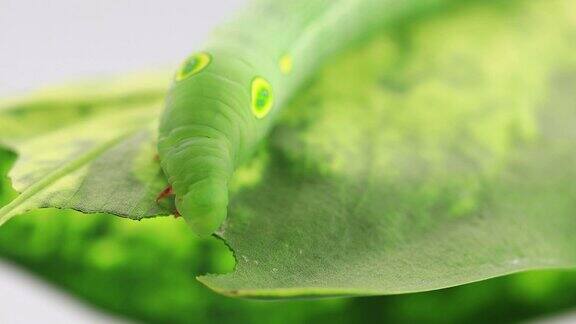 可爱的绿色毛毛虫吃树叶在白色的背景