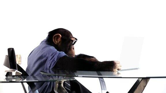 黑猩猩笔记本电脑浏览